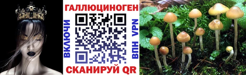 Купить закладки  Салаир  Псилоцибиновые грибы GOLDEN TEACHER 